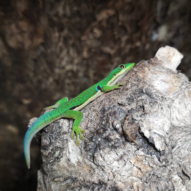 Peacock Day Gecko