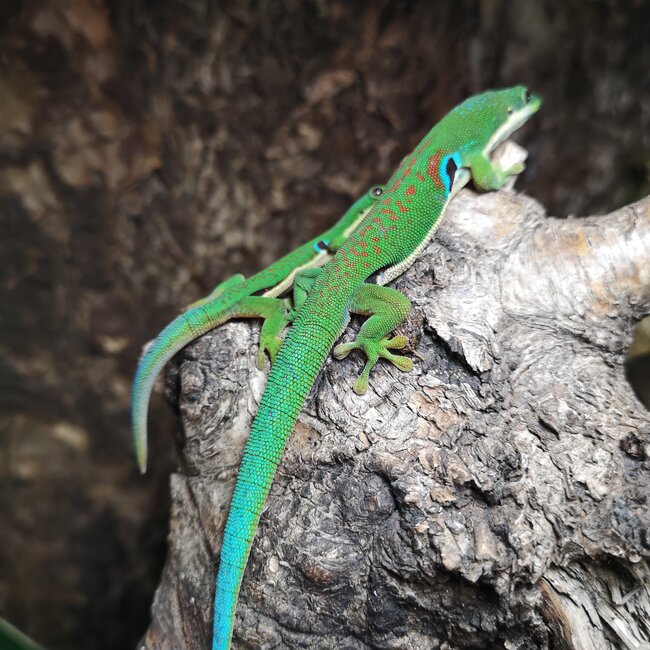 Peacock Day Gecko
