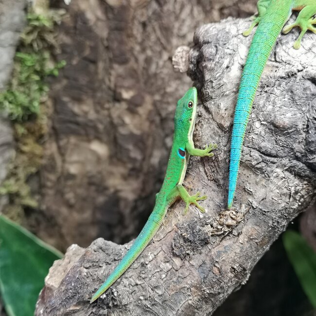 Peacock Day Gecko