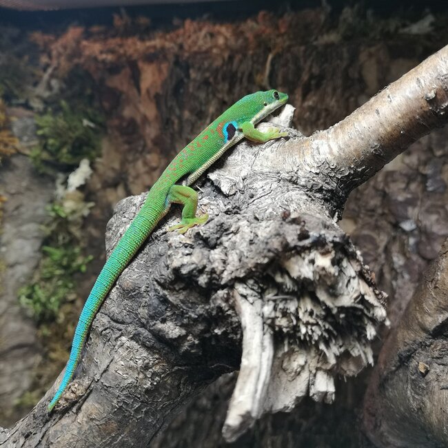 Peacock Day Gecko