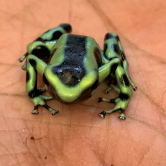 Dart Frog Dendrobates Auratus 'Green and Black'