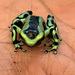 Dart Frog Dendrobates Auratus 'Green and Black'