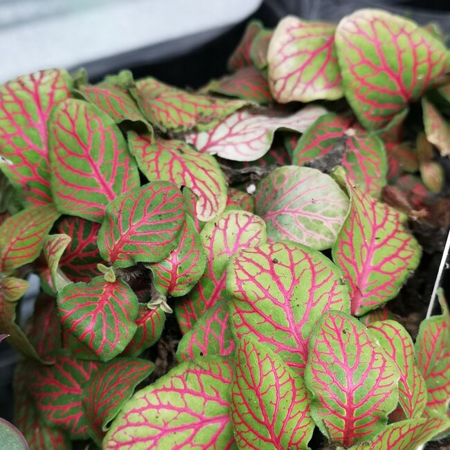 Fittonia White 4"
