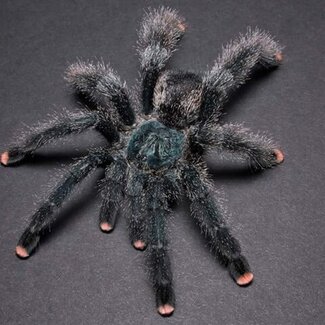 Avicularia avicularia 'Pink Toe'