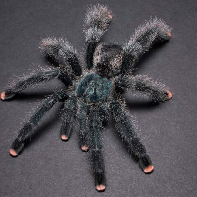 Avicularia avicularia 'Pink Toe'