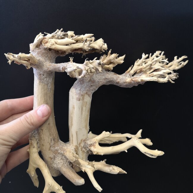 Bonsai Root '2'