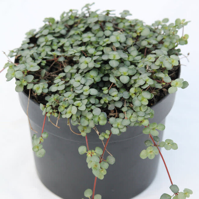 Silver Sparkle Pilea 4"