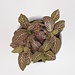 Live Plant Fittonia Janita Red 4"