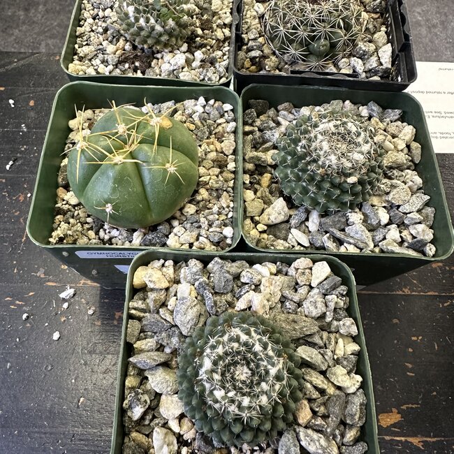 Live Plant Misc Square 3.5" Cactus