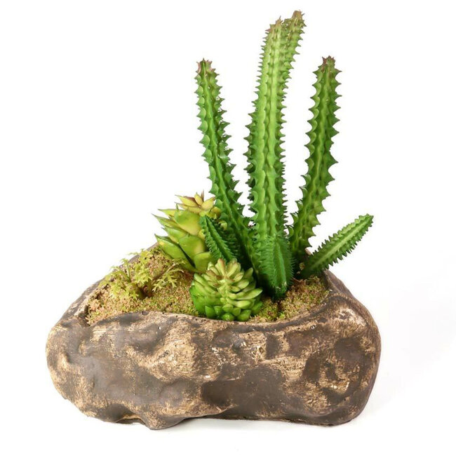 Pangea Pangea Succulent Garden #1