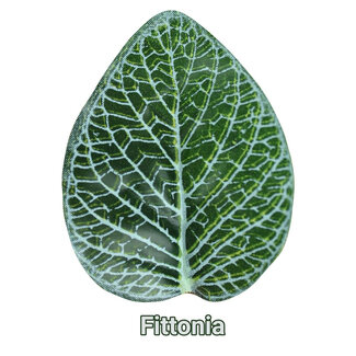 Pangea Hanging Bush 24 in. Fittonia