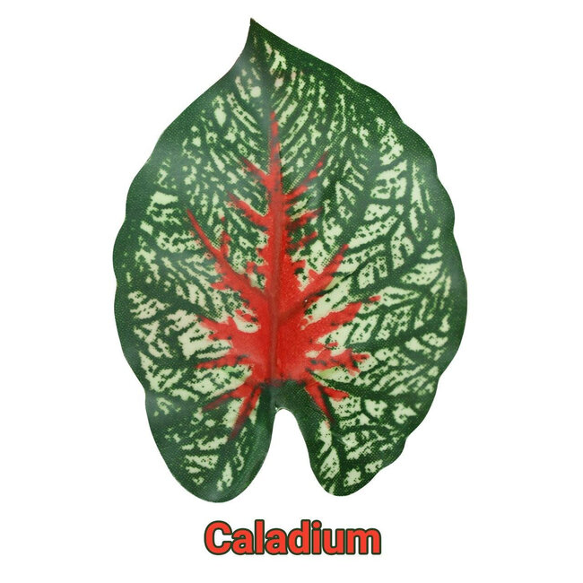 Pangea Leafy Vine Caladium