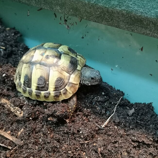 Hermann Tortoise Baby