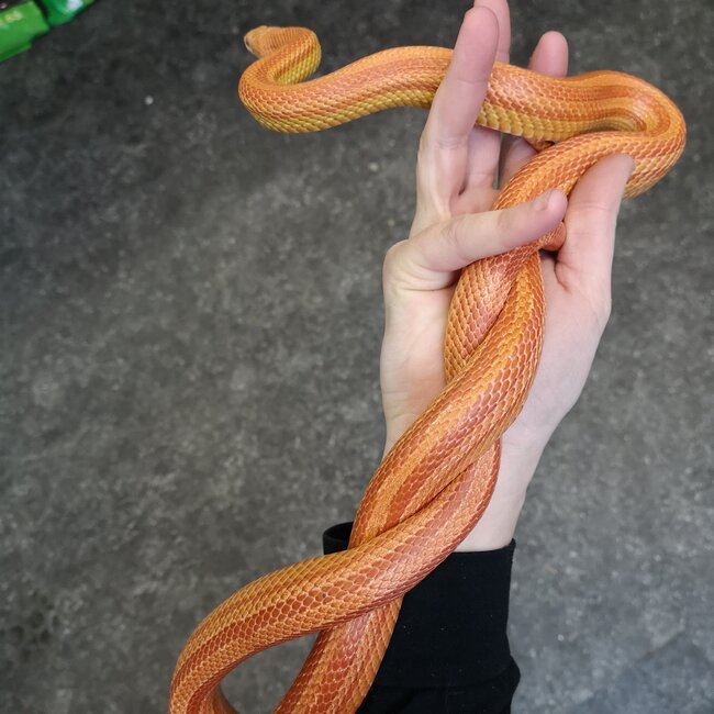 Cornsnake Amel Stripe Corn Snake 0.1