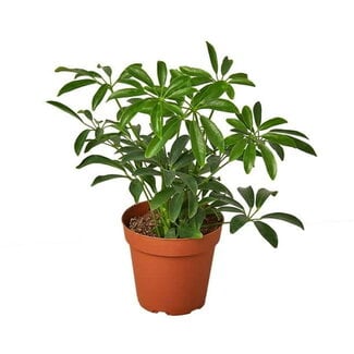 Live Plant Schefflera arboricola Dwarf Umbrella Tree 4"