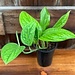 Monstera Peru 4"
