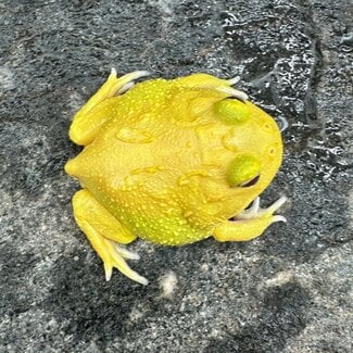 Super Pikachu Pacman Frog