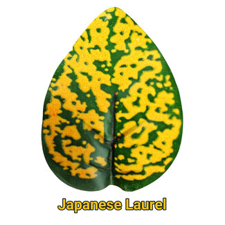 Pangea Hanging Bush Japanese Laurel 18"