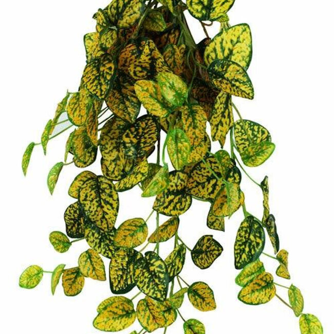 Pangea Hanging Bush Japanese Laurel 18"