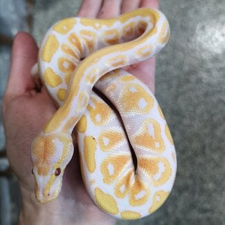 Snake Cypress Lavender Ball Python 1.0