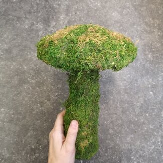 Galapagos Moss Mushrooms, Small 11"