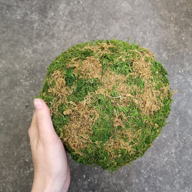 Galapagos Moss Mushrooms, Small 11"