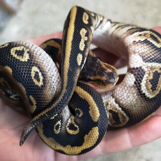 Snake Wookie Cypress Ball Python 0.1