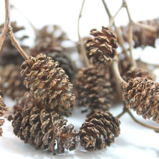 Alder Cones Alder Cones