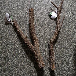 Cork Branch 18-24"