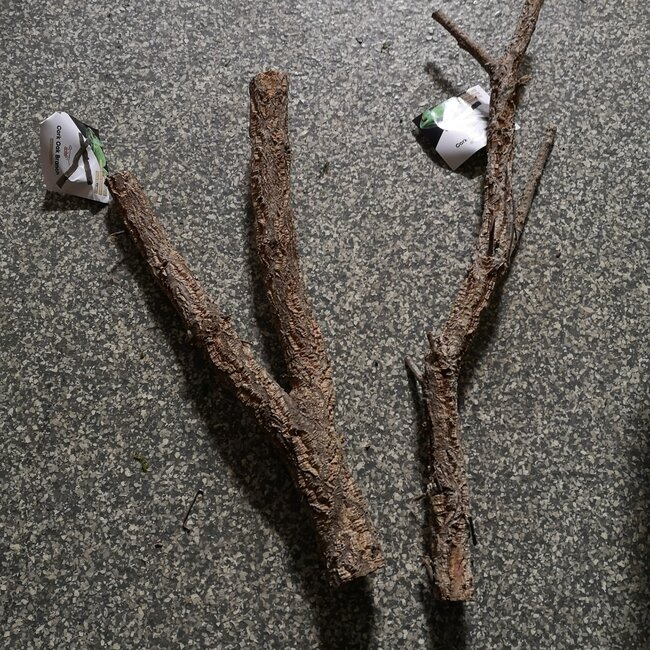 Cork Branch 18-24"