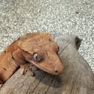 Red Dalmatian Crested Gecko