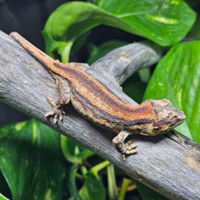 Gargoyle Gecko Banded 'sm6'