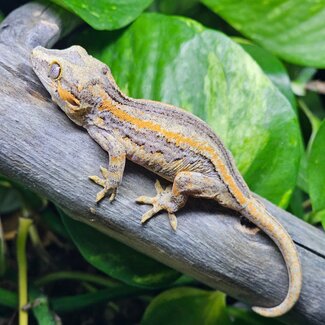 Gargoyle Gecko Orange Stripe 'vj2'