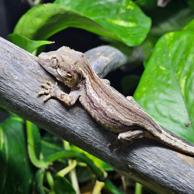 Gargoyle Gecko 'nm4'