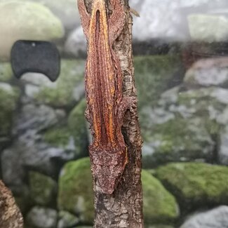 Gargoyle Gecko Orange Reticulated 'no4'