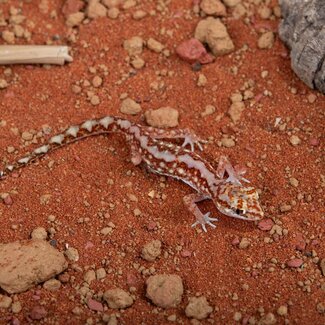 Beaded Gecko (Lucasium damaeum)