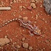 Beaded Gecko (Lucasium damaeum)