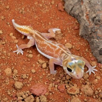 Midline Knob-tailed Gecko Nephrurus Vertibralis Unsexed