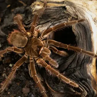 Burgundy Goliath Bird Eater (T. Stirmi)