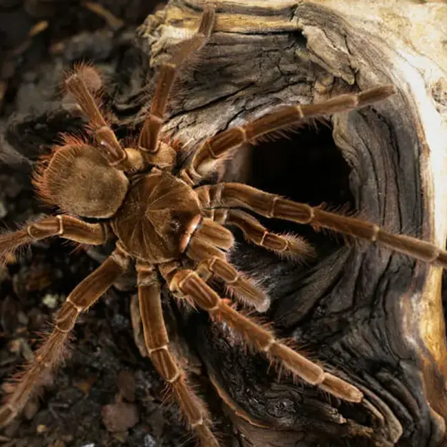 Burgundy Goliath Bird Eater (T. Stirmi)