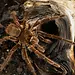 Burgundy Goliath Bird Eater (T. Stirmi)