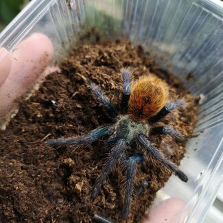 C. cyaneopubescens 'Green Bottle Blue' 3" Female (GBB)