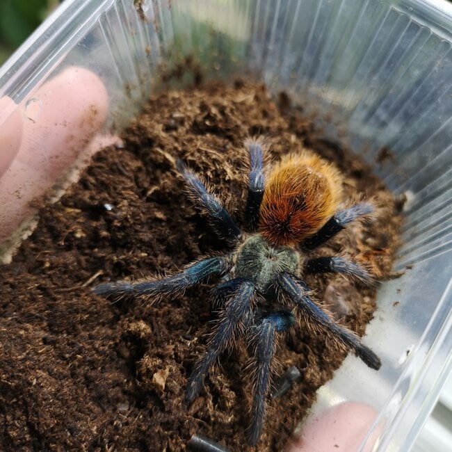 C. cyaneopubescens 'Green Bottle Blue' 3" Female (GBB)