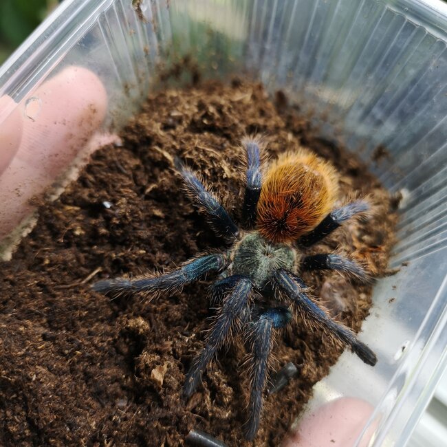 Tarantula C. cyanepubescens 'Green Bottle Blue' 3" Female (GBB)