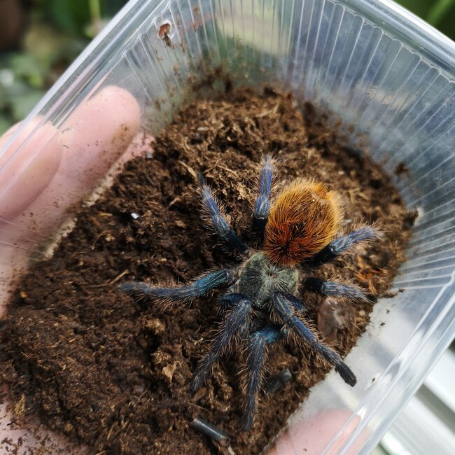 Tarantula C. cyanepubescens 'Green Bottle Blue' 3" Female (GBB)