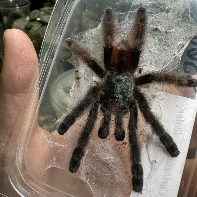Caribena versicolor Female 3-3.5"