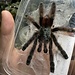 Tarantula Caribena versicolor Female 3”