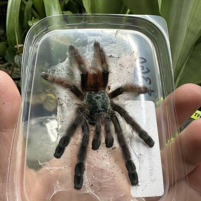 Caribena versicolor Female 3-3.5"