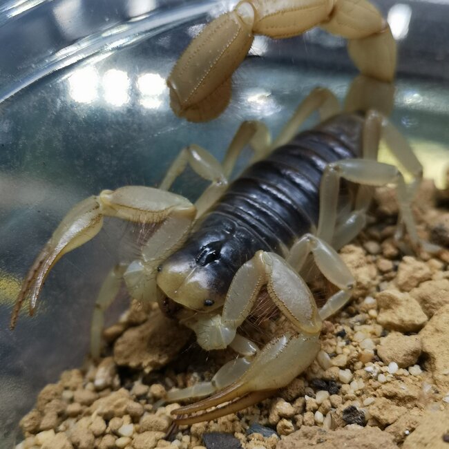 Scorpion Desert Hairy Scorpion, Hadrurus arizonensis