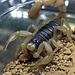 Scorpion Desert Hairy Scorpion, Hadrurus arizonensis